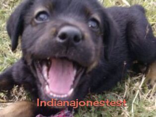 Indianajonestest
