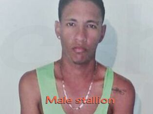 Male_stallion