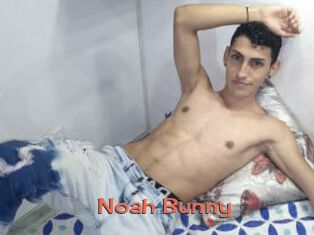 Noah_Bunny